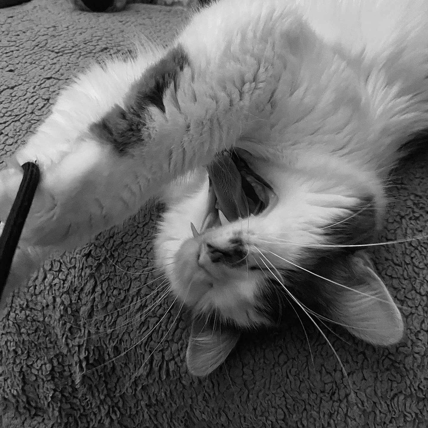 Loubine a rejoint le concours — aidez-le/la à gagner de superbes lots ! animal, bed, black_and_white, blanket, cat, closeup, cozy, cute, feline, fur, indoor, paw, pet, playful, relaxing, stretching, stuffed_animal, texture, whiskers, yawning