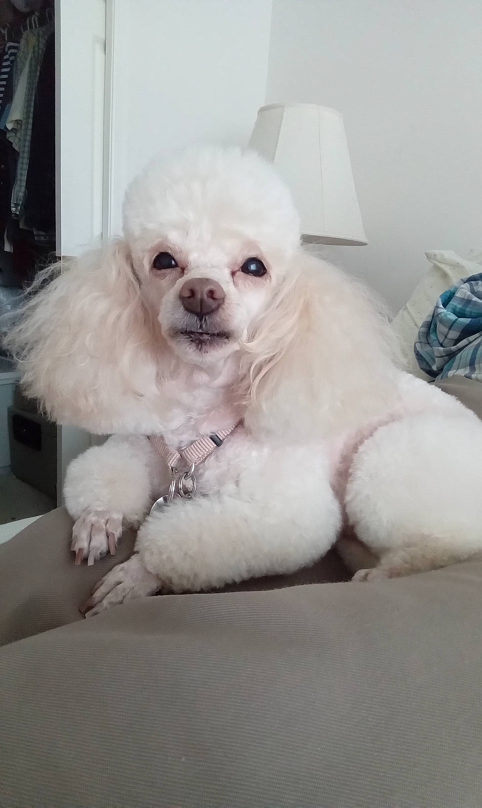 Cuddles is registered to the contest to win money with this photo: canidae, carnivore, comfort, companion_dog, dog, dog_breed, dog_supply, fawn, fur, maltepoo, non_sporting_group, sitting, snout, sporting_group, tie, toy_dog, water_dog, working_animal