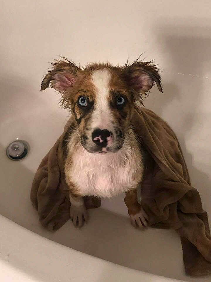 Zeus is registered to the contest to win money with this photo: canidae, carnivore, companion_dog, dog, dog_breed, ear, fur, mammal, puppy, snout, sporting_group, whiskers