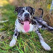 Ezekiel is registered to the contest to win money with this photo: dog, grass, outdoor, tongue_out, happy, playful, nature, animal, pet, canine, greenery, summer, sunlight, blurred_background, lying_down, spotted, ears, snout, tail, closeup
