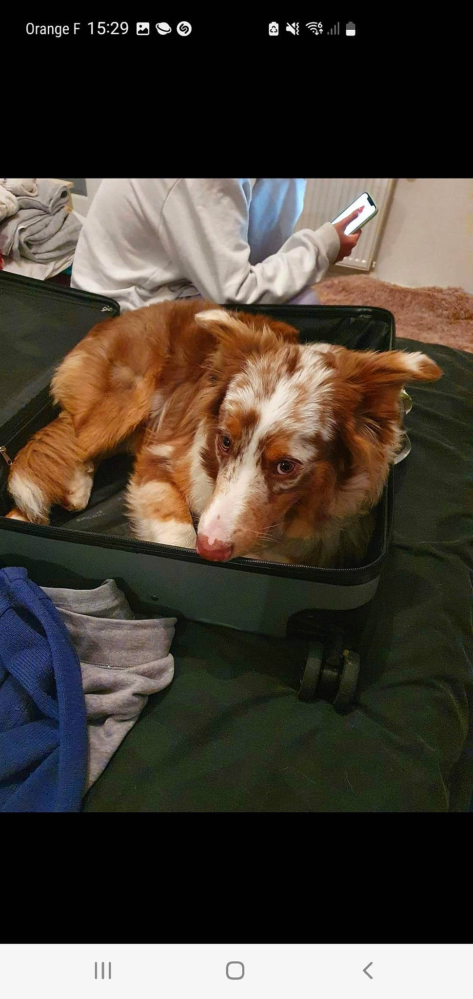 Sweat participe au concours pour gagner de l'argent avec cette photo : canidae, carnivore, chair, comfort, companion_dog, dog, dog_breed, felidae, flesh, fur, linens, liver, nap, puppy, small_to_medium_sized_cats, spaniel, sporting_group, whiskers