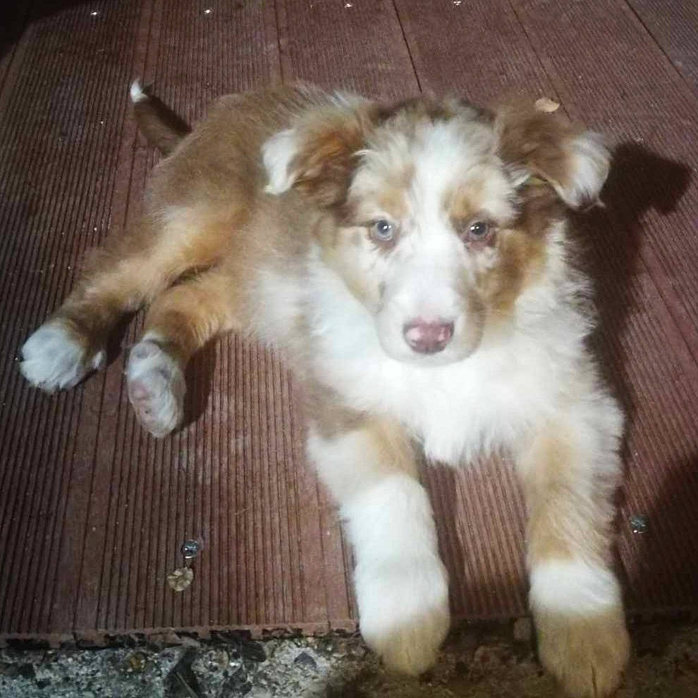 Sweat a rejoint le concours — aidez-le/la à gagner de superbes lots ! ancient_dog_breeds, australian_collie, carnivore, companion_dog, dog, dog_breed, fur, herding_dog, snout, sporting_group, terrestrial_animal, whiskers, wood, working_animal, working_dog