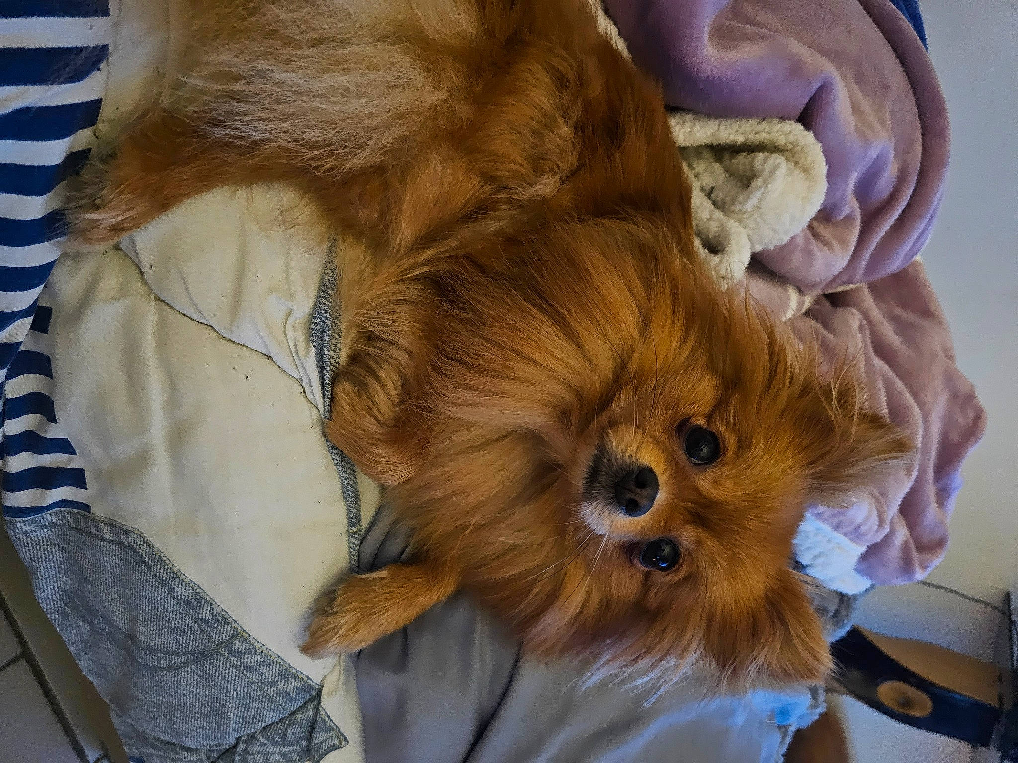 Ruby a rejoint le concours — aidez-le/la à gagner de superbes lots ! canidae, carnivore, comfort, companion_dog, dog, dog_breed, ear, fawn, felidae, fur, liver, small_terrier, snout, sporting_group, terrestrial_animal, terrier, toy_dog, whiskers, wood, working_animal