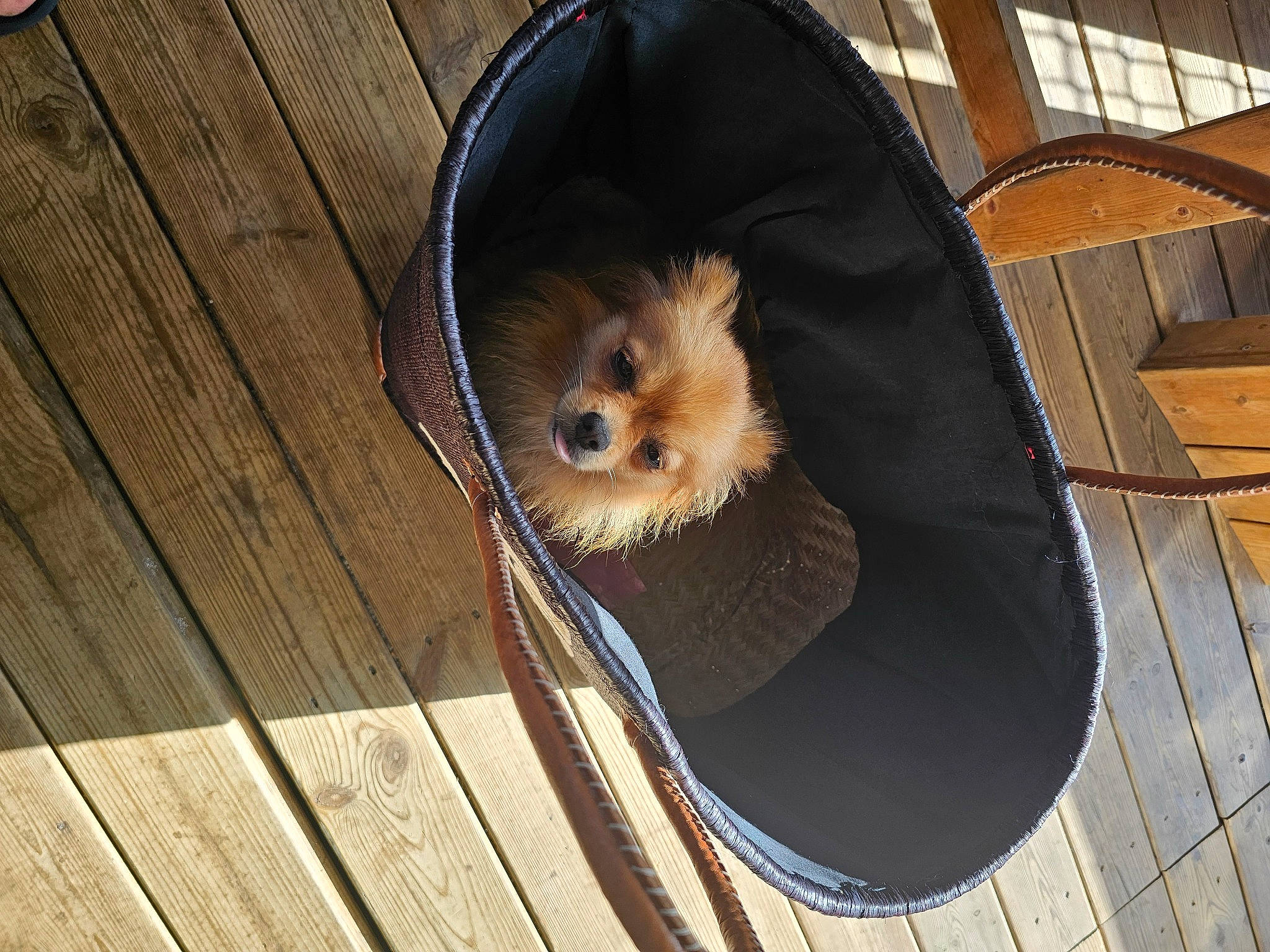 Ruby participe au concours pour gagner de l'argent avec cette photo : carnivore, companion_dog, dog, dog_breed, dog_supply, eyewear, fawn, flooring, fur, hardwood, pet_supply, plank, snout, sunglasses, terrier, toy_dog, whiskers, wood, wood_stain, working_animal