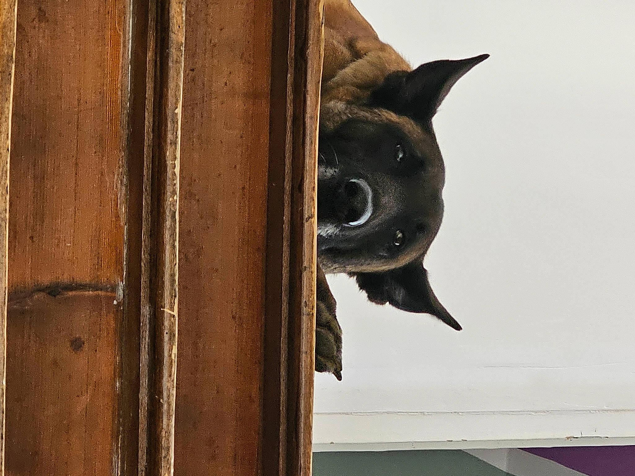 Molly a rejoint le concours — aidez-le/la à gagner de superbes lots ! black_cat, brown, carnivore, cat, cat_supply, domestic_short_haired_cat, door, felidae, fur, hardwood, pet_supply, small_to_medium_sized_cats, snout, tail, tints_and_shades, vertebrate, whiskers, window, wood, working_animal