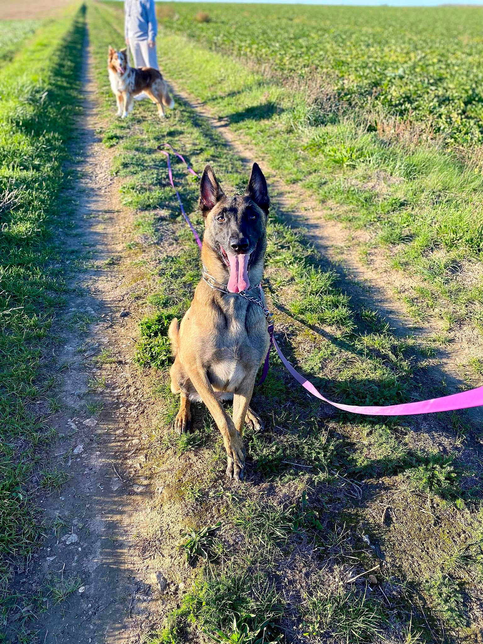 Molly participe au concours pour gagner de l'argent avec cette photo : canidae, carnivore, collar, dog, dog_breed, dog_collar, fawn, garden_hose, german_shepherd_dog, grass, grassland, leash, pet_supply, plant, shadow, soil, sporting_group, tail, walking, working_animal