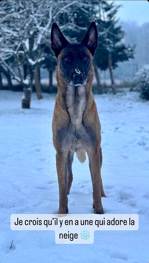Molly a rejoint le concours — aidez-le/la à gagner de superbes lots ! canidae, carnivore, dog_breed, electric_blue, fawn, freezing, fur, photo_caption, snout, snow, sporting_group, tail, terrestrial_animal, tree, whiskers, wildlife, winter