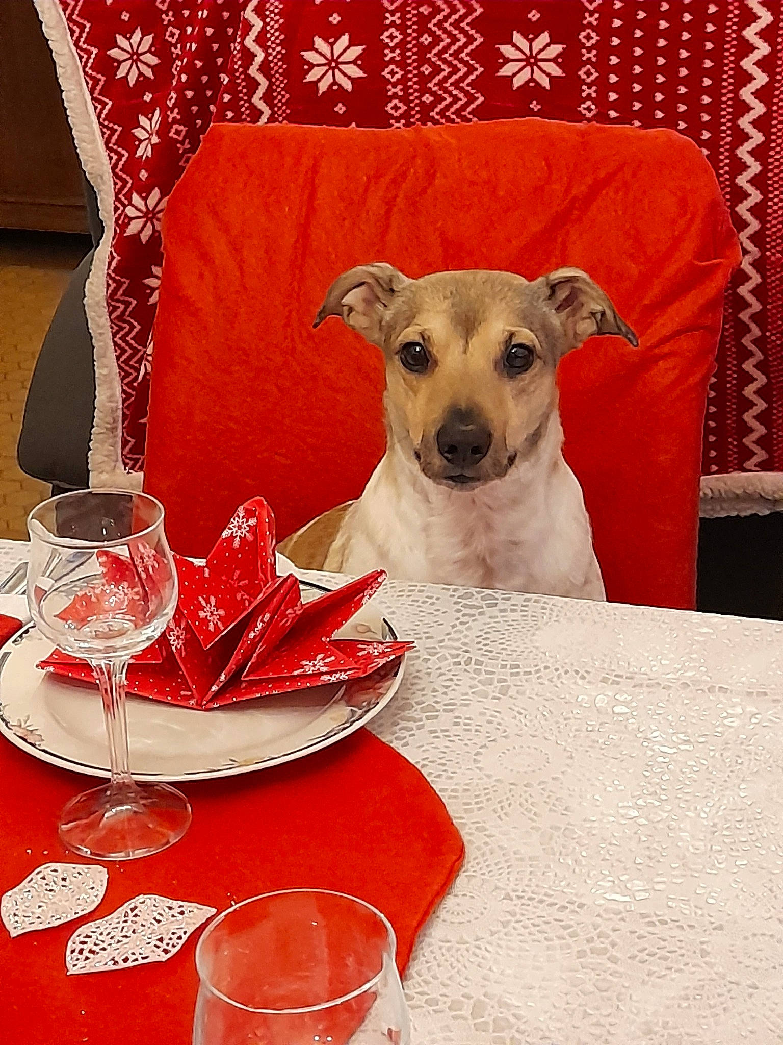 Looping Et Leezie a rejoint le concours — aidez-le/la à gagner de superbes lots ! carnivore, chair, companion_dog, cup, curtain, dishware, dog, dog_breed, dog_supply, drinkware, fawn, linens, pet_supply, plate, serveware, sleeve, spoon, table, tablecloth, tableware