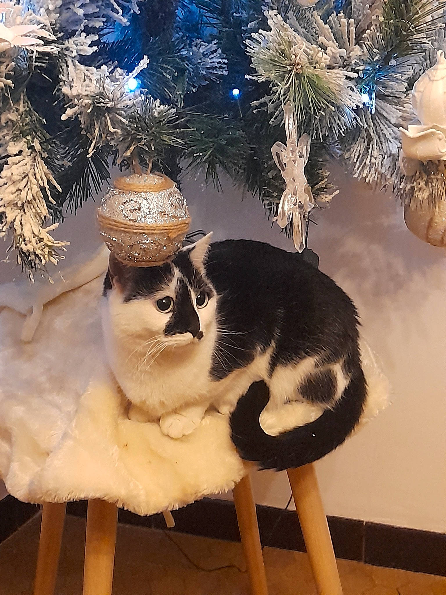 Caline participe au concours pour gagner de l'argent avec cette photo : carnivore, cat, christmas, christmas_decoration, christmas_ornament, christmas_tree, event, evergreen, fawn, felidae, holiday, holiday_ornament, light, mammal, ornament, small_to_medium_sized_cats, tail, vertebrate, whiskers, white