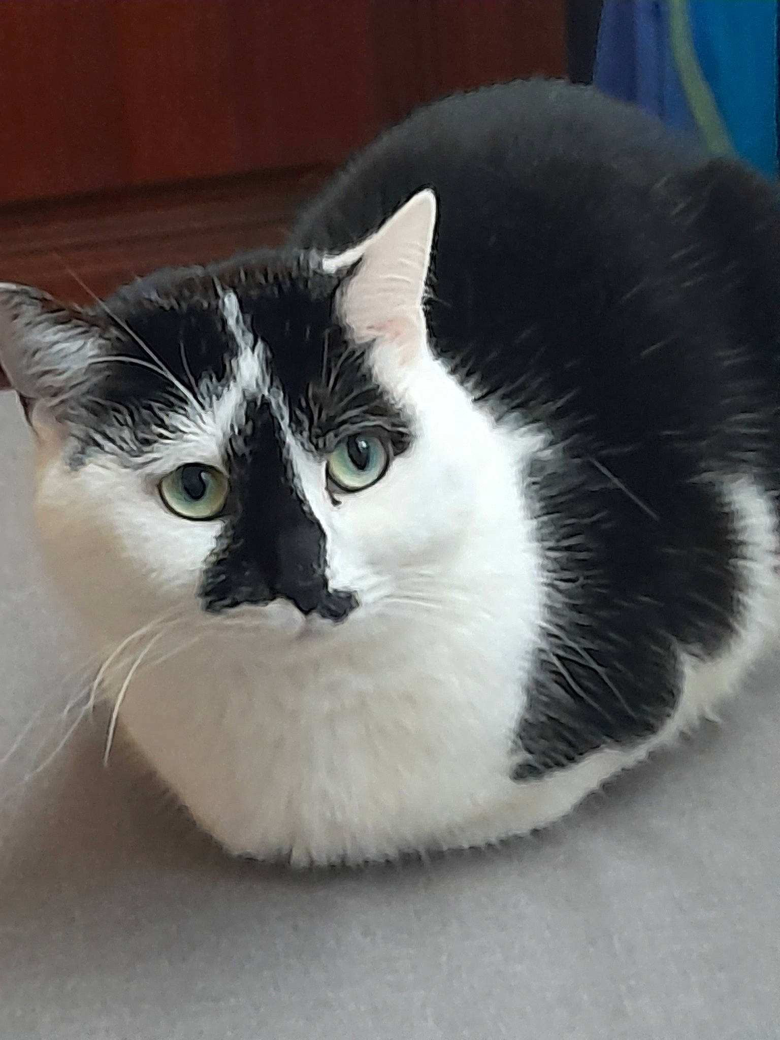 Caline a rejoint le concours — aidez-le/la à gagner de superbes lots ! carnivore, cat, comfort, domestic_short_haired_cat, eye, felidae, foot, fur, head, monochrome_photography, paw, small_to_medium_sized_cats, snout, tail, terrestrial_animal, whiskers, window