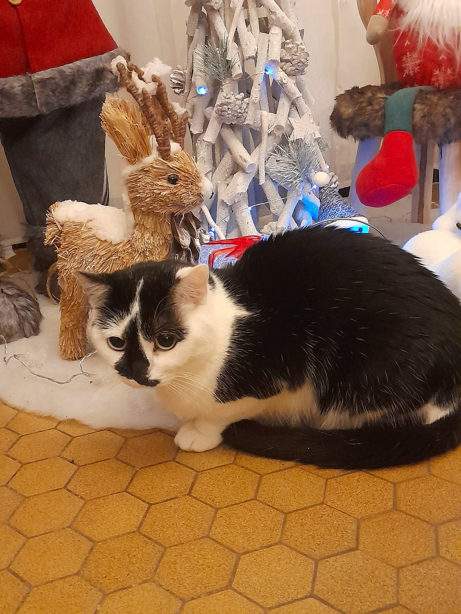 Caline a rejoint le concours — aidez-le/la à gagner de superbes lots ! carnivore, cat, cat_supply, christmas_decoration, christmas_ornament, comfort, domestic_short_haired_cat, event, felidae, flooring, fur, ornament, small_to_medium_sized_cats, snout, tail, textile, toy, tree, whiskers, window