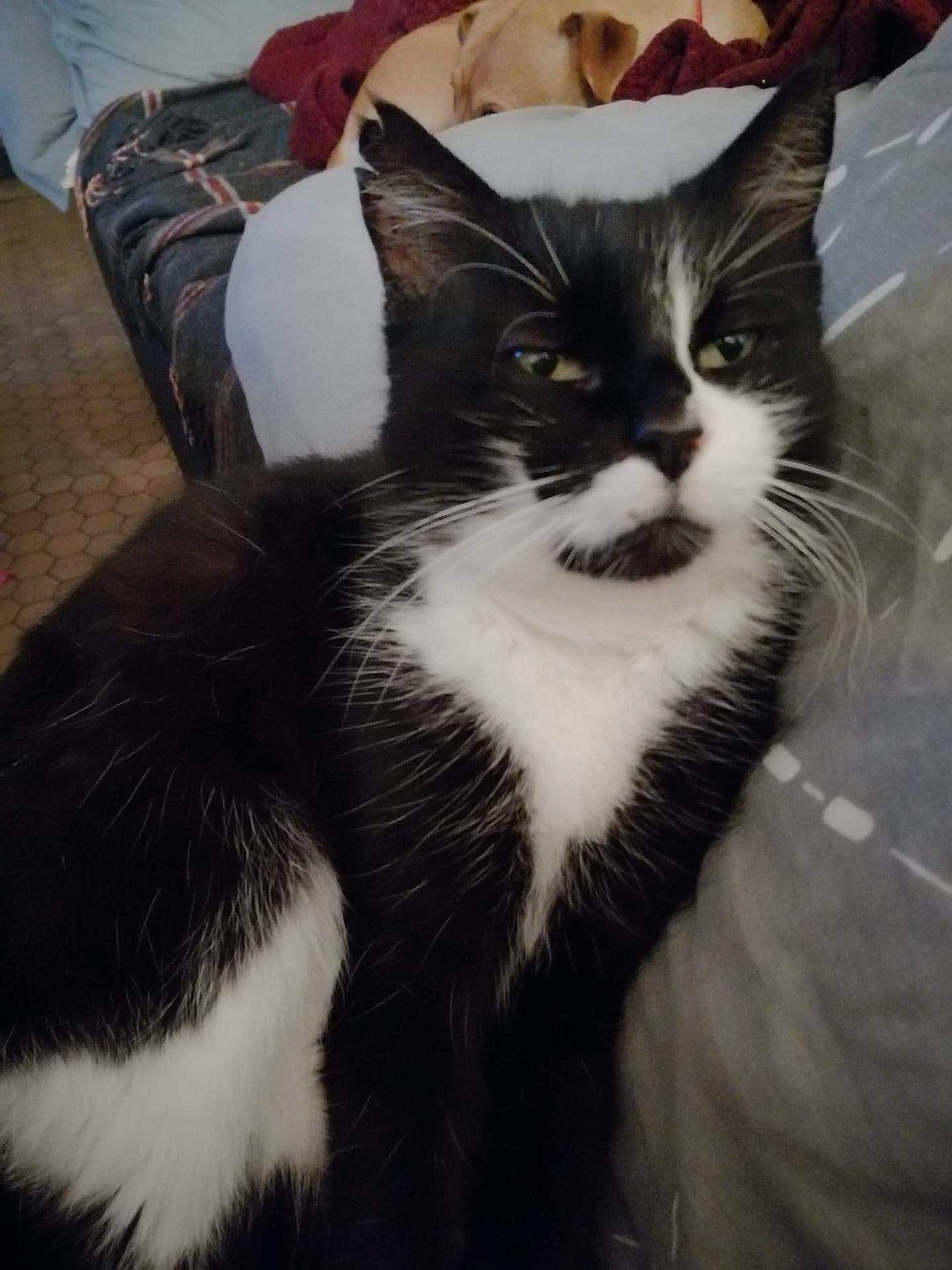 Mirou participe au concours pour gagner de l'argent avec cette photo : american_wirehair, black_and_white, carnivore, cat, domestic_short_haired_cat, european_shorthair, felidae, fur, kitten, norwegian_forest_cat, polydactyl_cat, small_to_medium_sized_cats, snout, tail, whiskers