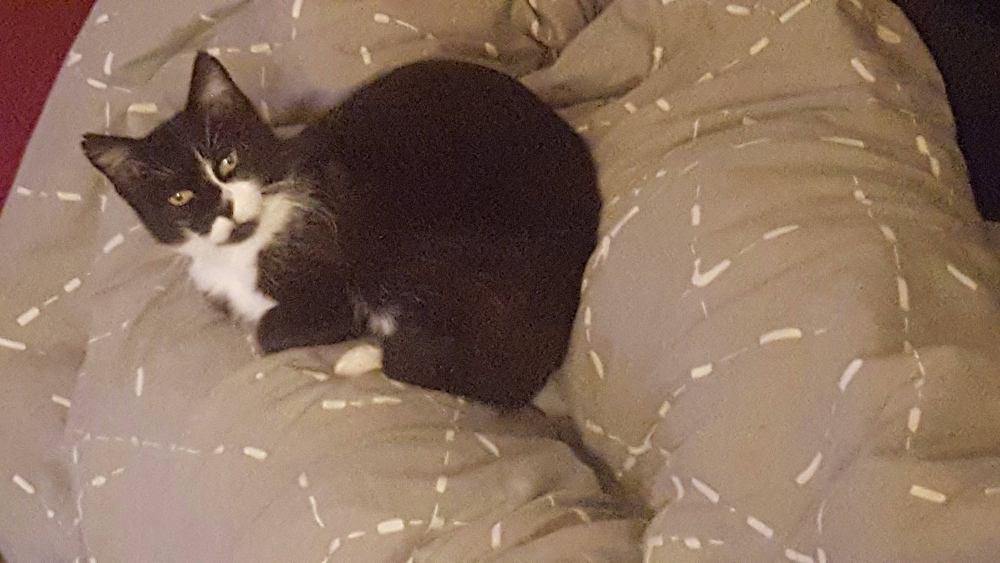 Mirou participe au concours pour gagner de l'argent avec cette photo : black, black_and_white, black_cat, carnivore, cat, domestic_short_haired_cat, european_shorthair, felidae, fur, kitten, polydactyl_cat, small_to_medium_sized_cats, snout, tail, whiskers