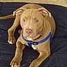 Koda is registered to the contest to win money with this photo: dog, puppy, brown_dog, blue_harness, pet, animal, canine, lying_down, indoors, blanket, resting, cute, young_dog, domestic_animal, fur, ears, tail, paws, looking_up, companion