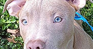 Koda joined the competition — help win amazing prizes! dog, puppy, blue_eyes, leash, grass, outdoor, close_up, ears, nose, pet, canine, animal, nature, curious, young_dog, brown_fur, leaf, daylight, portrait, friendly