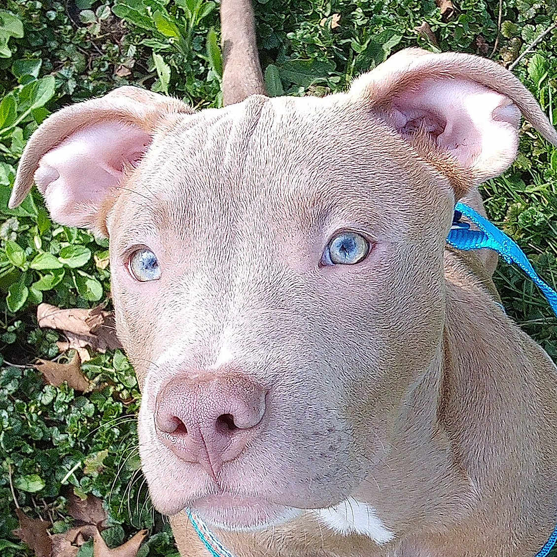 Koda