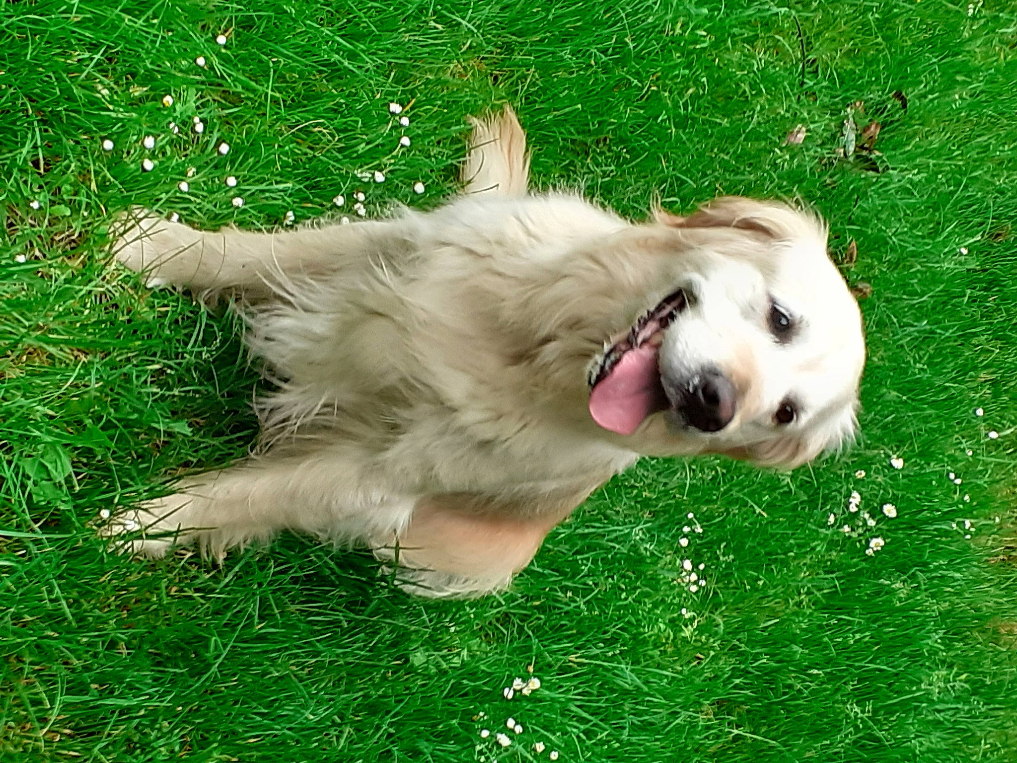 Iranka a rejoint le concours — aidez-le/la à gagner de superbes lots ! canidae, carnivore, companion_dog, dog, dog_breed, fawn, golden_retriever, grass, mammal, maremma_sheepdog, puppy, retriever, slovak_cuvac, sporting_group, vertebrate