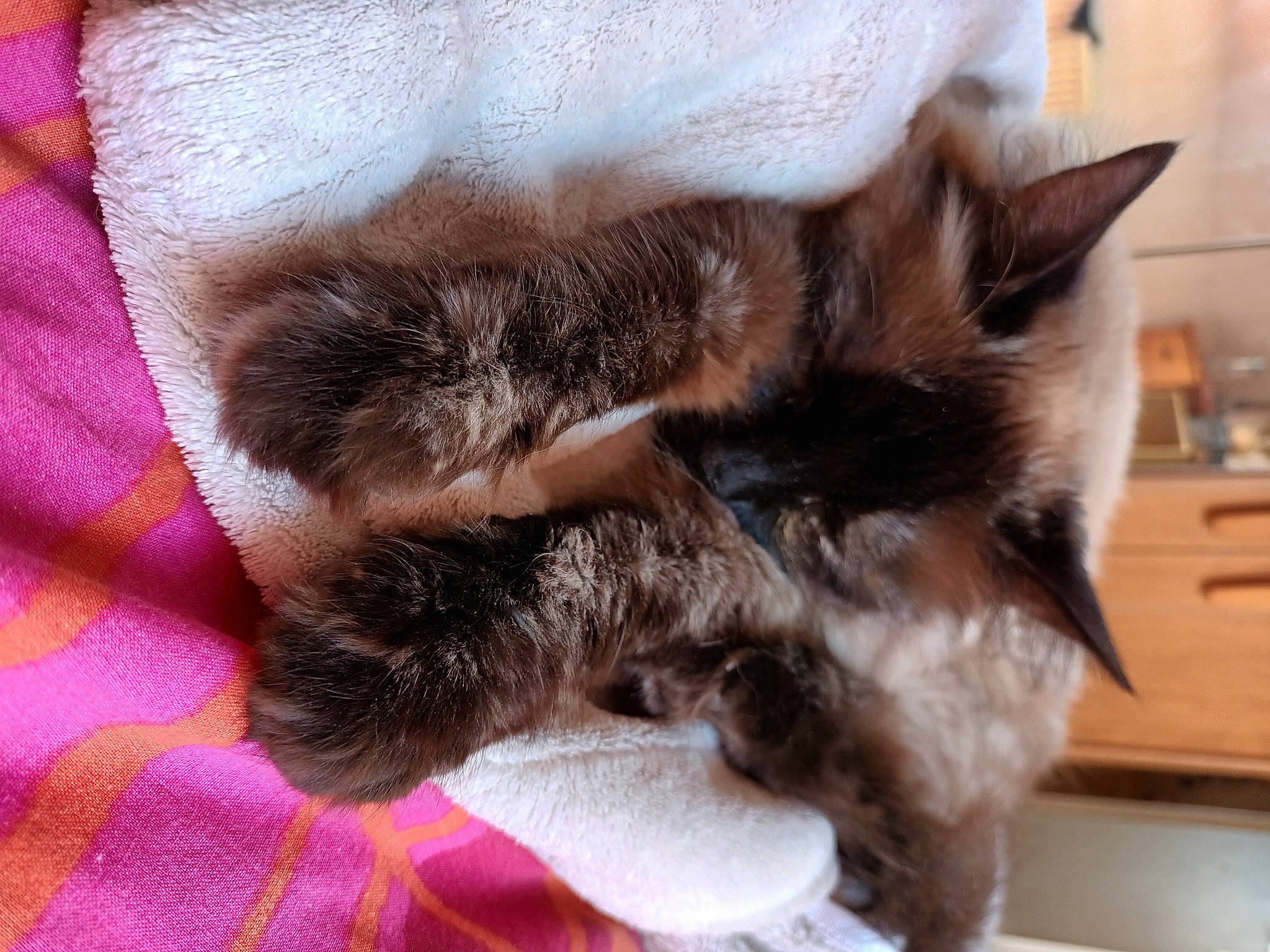 Kaly participe au concours pour gagner de l'argent avec cette photo : black_cat, carnivore, cat, claw, comfort, domestic_short_haired_cat, felidae, flooring, fur, hardwood, nap, paw, small_to_medium_sized_cats, tail, terrestrial_animal, whiskers