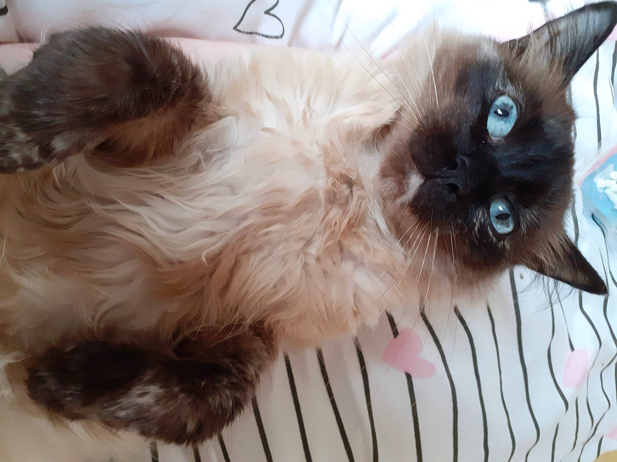 Kaly participe au concours pour gagner de l'argent avec cette photo : balinese, birman, carnivore, cat, fawn, felidae, fur, iris, liver, ojos_azules, siamese, small_to_medium_sized_cats, snout, thai, tonkinese, vertebrate, whiskers