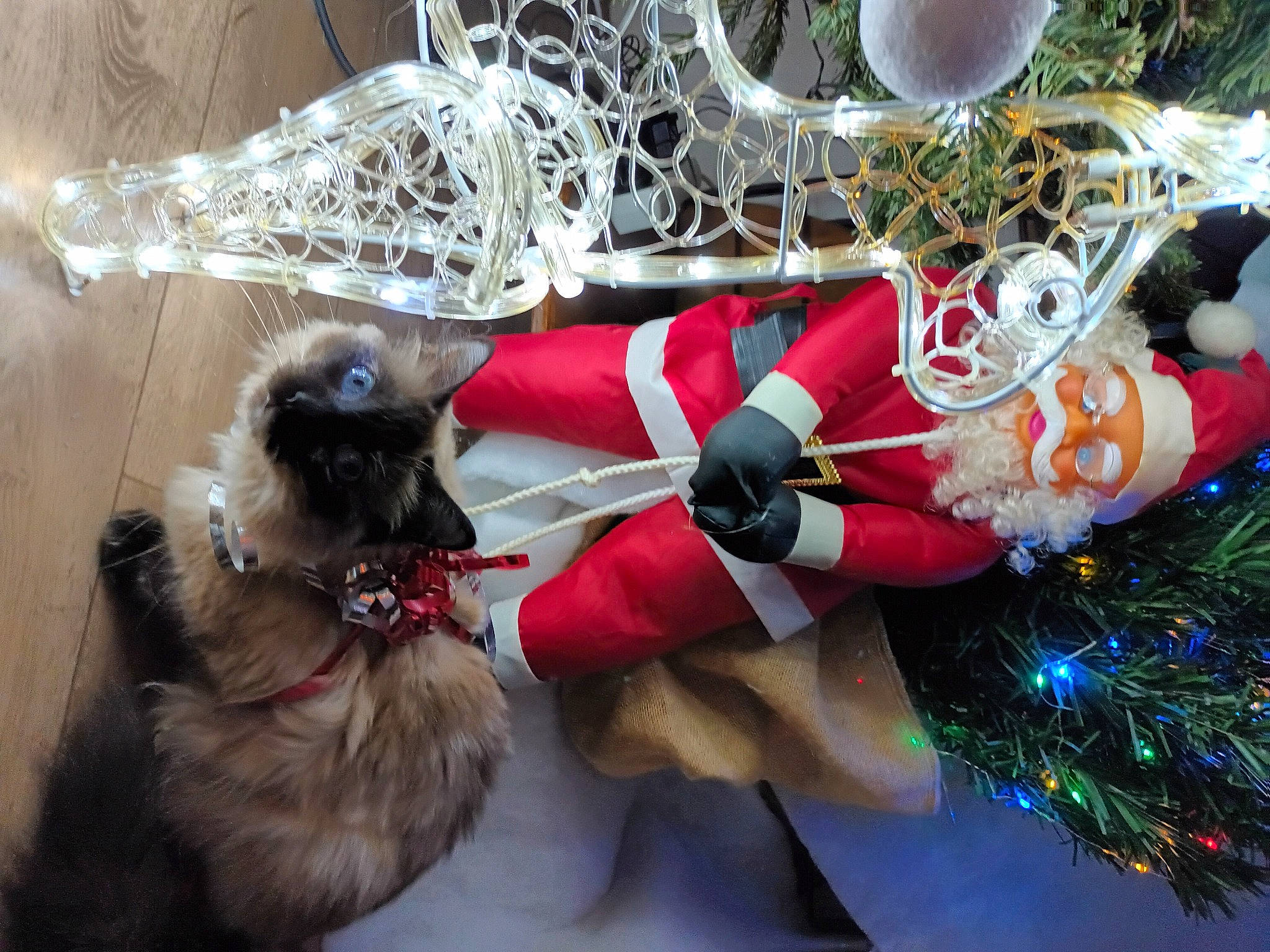 Kaly participe au concours pour gagner de l'argent avec cette photo : carmine, carnivore, christmas, christmas_decoration, christmas_eve, christmas_ornament, christmas_tree, companion_dog, conifer, dog, dog_breed, dog_supply, event, evergreen, hat, holiday, holiday_ornament, interior_design, ornament, plant