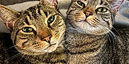 Leo And Luna joined the competition — help win amazing prizes! animal, blanket, cat, closeup, companion, cozy, cute, ears, eyes, feline, fur, indoor, pets, portrait, resting, snuggling, soft, tabby, two, whiskers