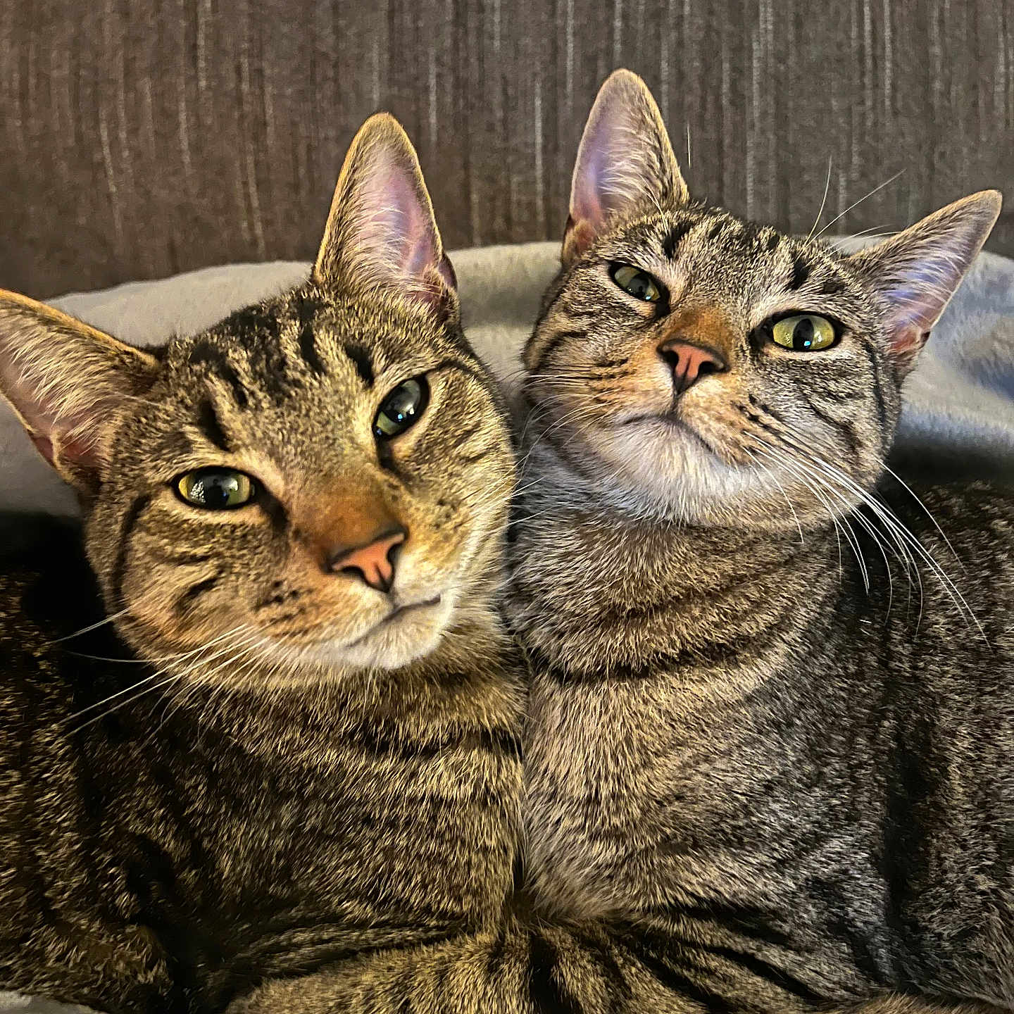Leo And Luna joined the competition — help win amazing prizes! animal, blanket, cat, closeup, companion, cozy, cute, ears, eyes, feline, fur, indoor, pets, portrait, resting, snuggling, soft, tabby, two, whiskers