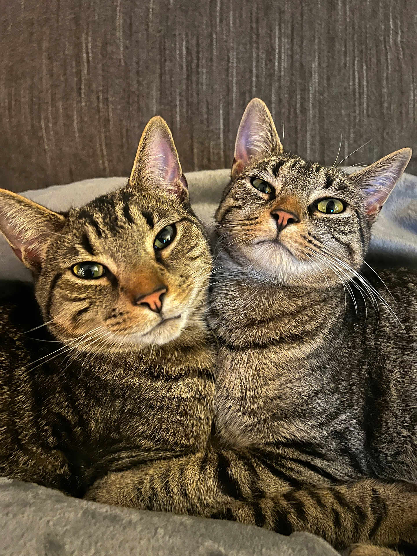 Leo And Luna joined the competition — help win amazing prizes! animal, blanket, cat, closeup, companion, cozy, cute, ears, eyes, feline, fur, indoor, pets, portrait, resting, snuggling, soft, tabby, two, whiskers