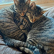 Leo And Luna joined the competition — help win amazing prizes! animals, cat, closeup, companionship, cozy, cuddle, cushion, feline, fur, indoors, peaceful, pets, resting, sleeping, soft_light, tabby, tail, two_cats, whiskers, window