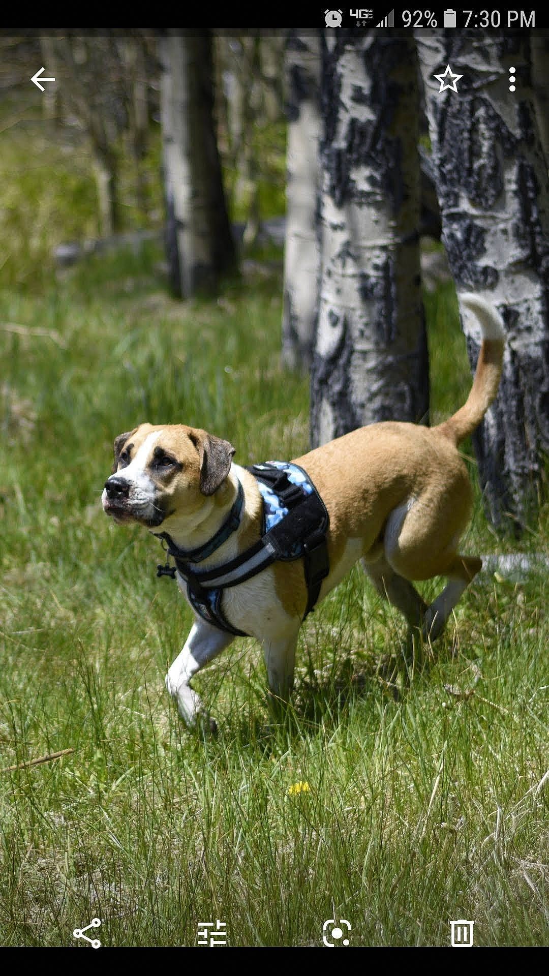 Sharky joined the competition — help win amazing prizes! canidae, carnivore, companion_dog, dog, dog_breed, fawn, hunting_dog, mammal, rare_breed_dog, sporting_group, tree, vertebrate