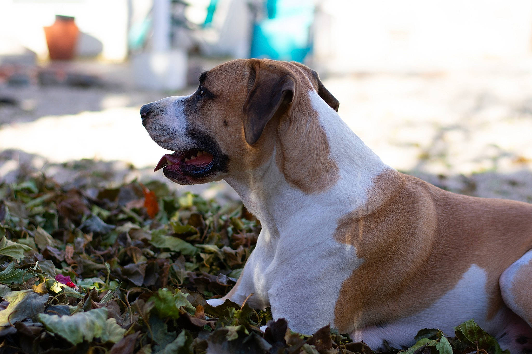 Sharky joined the competition — help win amazing prizes! boerboel, canidae, carnivore, dog, dog_breed, fawn, mammal, rafeiro_do_alentejo, rare_breed_dog, snout, sporting_group, vertebrate