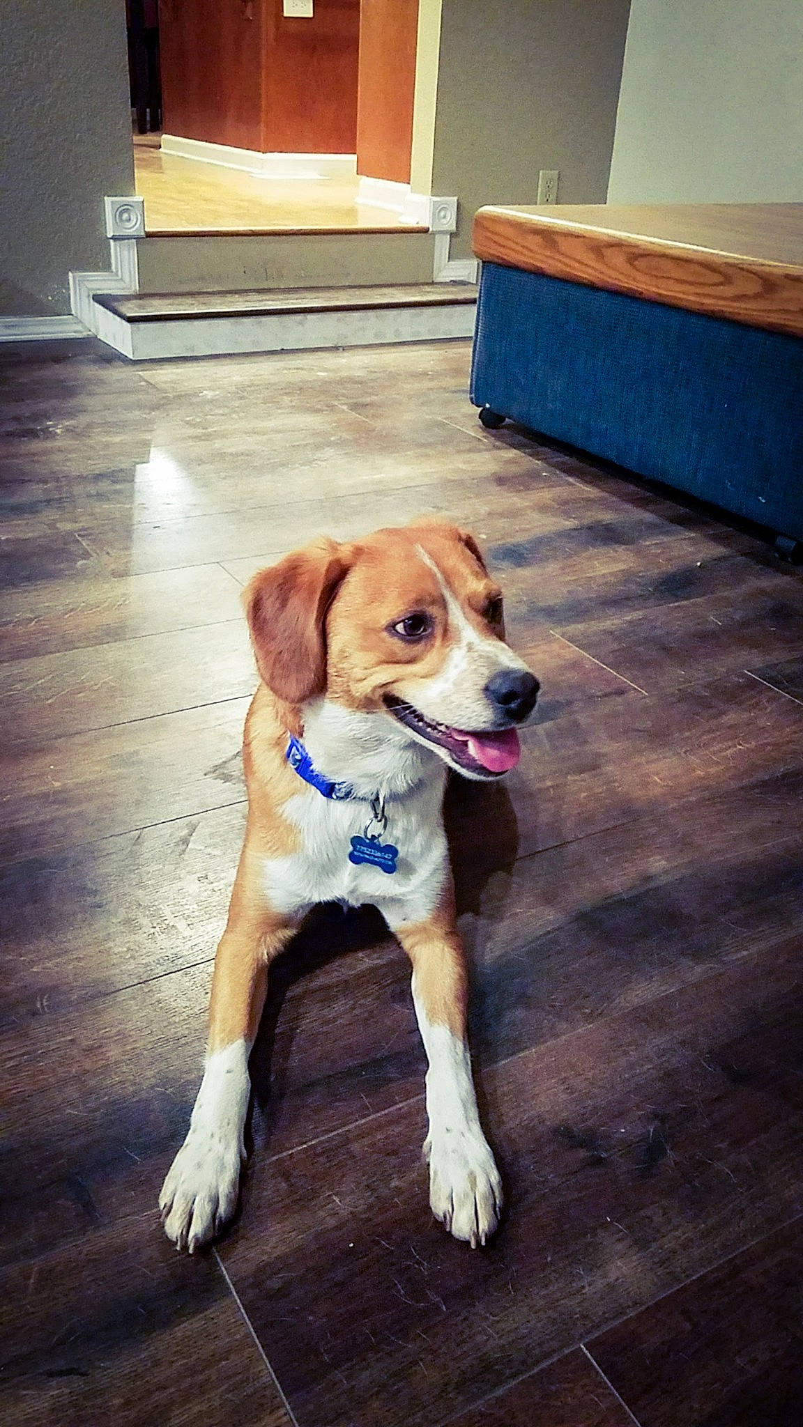 Stevie is registered to the contest to win money with this photo: beagador, beagle, beagle_harrier, canidae, carnivore, companion_dog, dog, dog_breed, fawn, floor, flooring, hardwood, harrier, hound, mammal, puppy, rare_breed_dog, snout, sporting_group, treeing_walker_coonhound