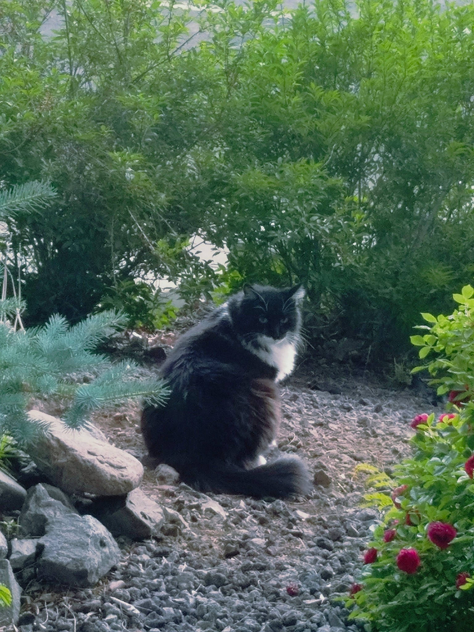 Moose is registered to the contest to win money with this photo: botany, carnivore, cat, domestic_short_haired_cat, european_shorthair, felidae, garden, grass, plant, polydactyl_cat, shrub, small_to_medium_sized_cats, tail, tree, whiskers, wild_cat