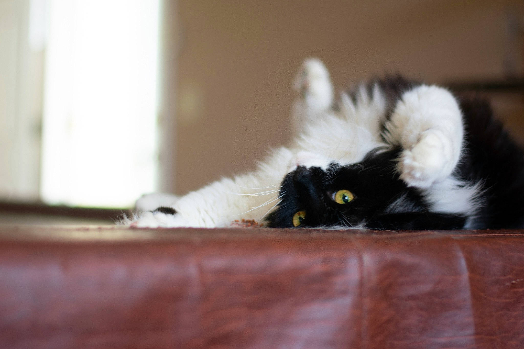 Moose joined the competition — help win amazing prizes! black_cat, canidae, carnivore, cat, felidae, fur, kitten, norwegian_forest_cat, small_to_medium_sized_cats, tail, whiskers