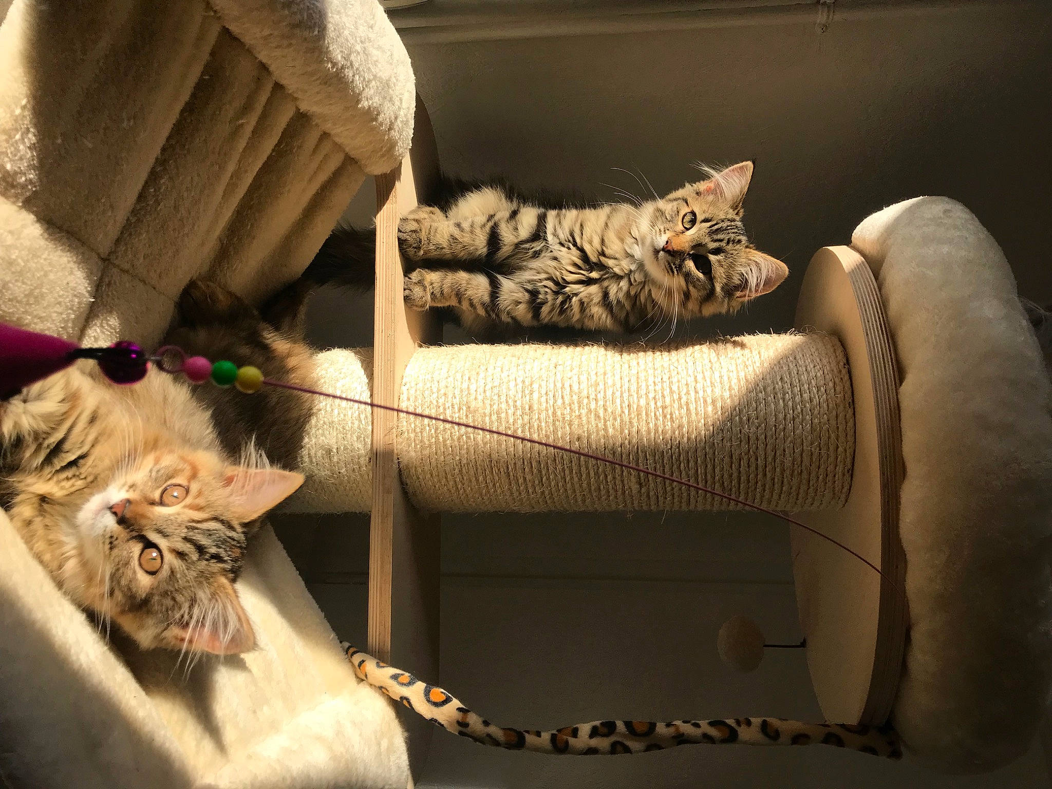 Jazz a rejoint le concours — aidez-le/la à gagner de superbes lots ! bag, carnivore, cat, comfort, couch, domestic_short_haired_cat, fawn, felidae, fur, grey, interior_design, linens, living_room, luggage_and_bags, small_to_medium_sized_cats, tail, textile, tints_and_shades, whiskers, wood