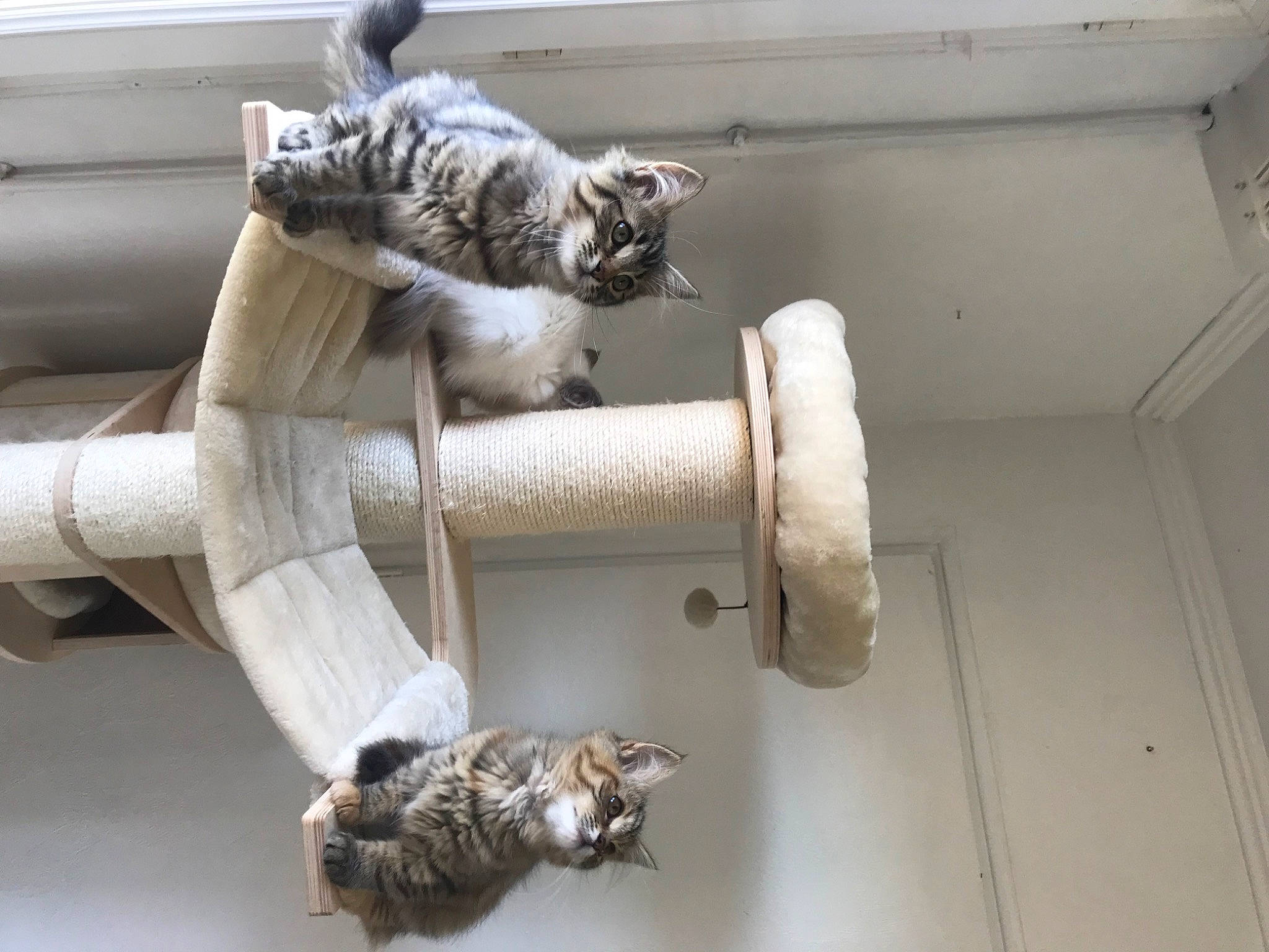 Jazz a rejoint le concours — aidez-le/la à gagner de superbes lots ! carnivore, cat, claw, comfort, domestic_short_haired_cat, felidae, fur, grey, mammal, mechanical_fan, metal, pipe, room, rope, small_to_medium_sized_cats, tail, terrestrial_animal, vertebrate, whiskers, wood