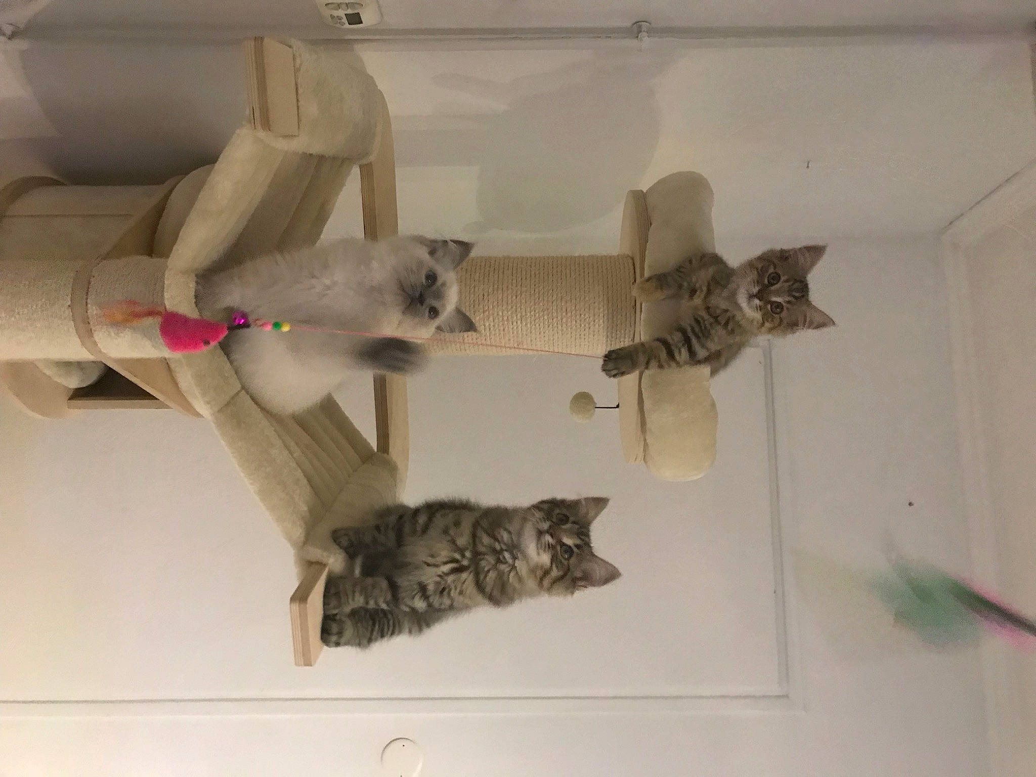 Java participe au concours pour gagner de l'argent avec cette photo : art, carnivore, cat, creative_arts, domestic_short_haired_cat, felidae, plaster, room, sculpture, small_to_medium_sized_cats, tail, toy, tree, visual_arts, wood