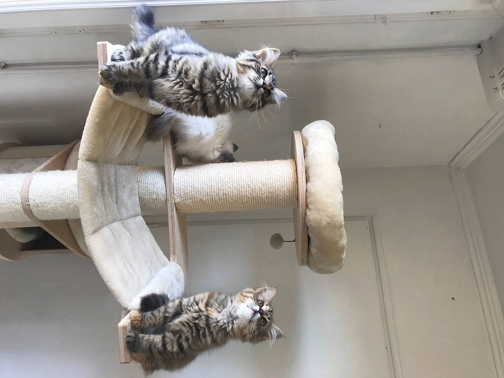 Java participe au concours pour gagner de l'argent avec cette photo : auto_part, composite_material, gas, knot, machine, metal, natural_material, pipe, plumbing, rope, tail, terrestrial_animal, white, wire, wood