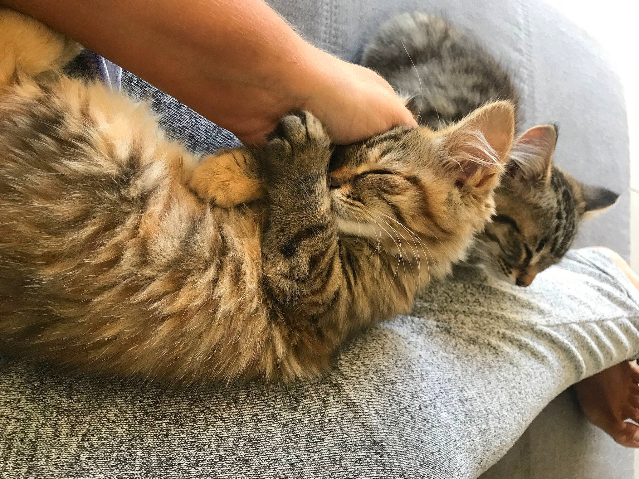 Java a rejoint le concours — aidez-le/la à gagner de superbes lots ! bed, carnivore, cat, claw, comfort, domestic_short_haired_cat, fawn, felidae, fur, hug, nap, paw, sleep, small_to_medium_sized_cats, snout, tail, terrestrial_animal, whiskers, wildlife