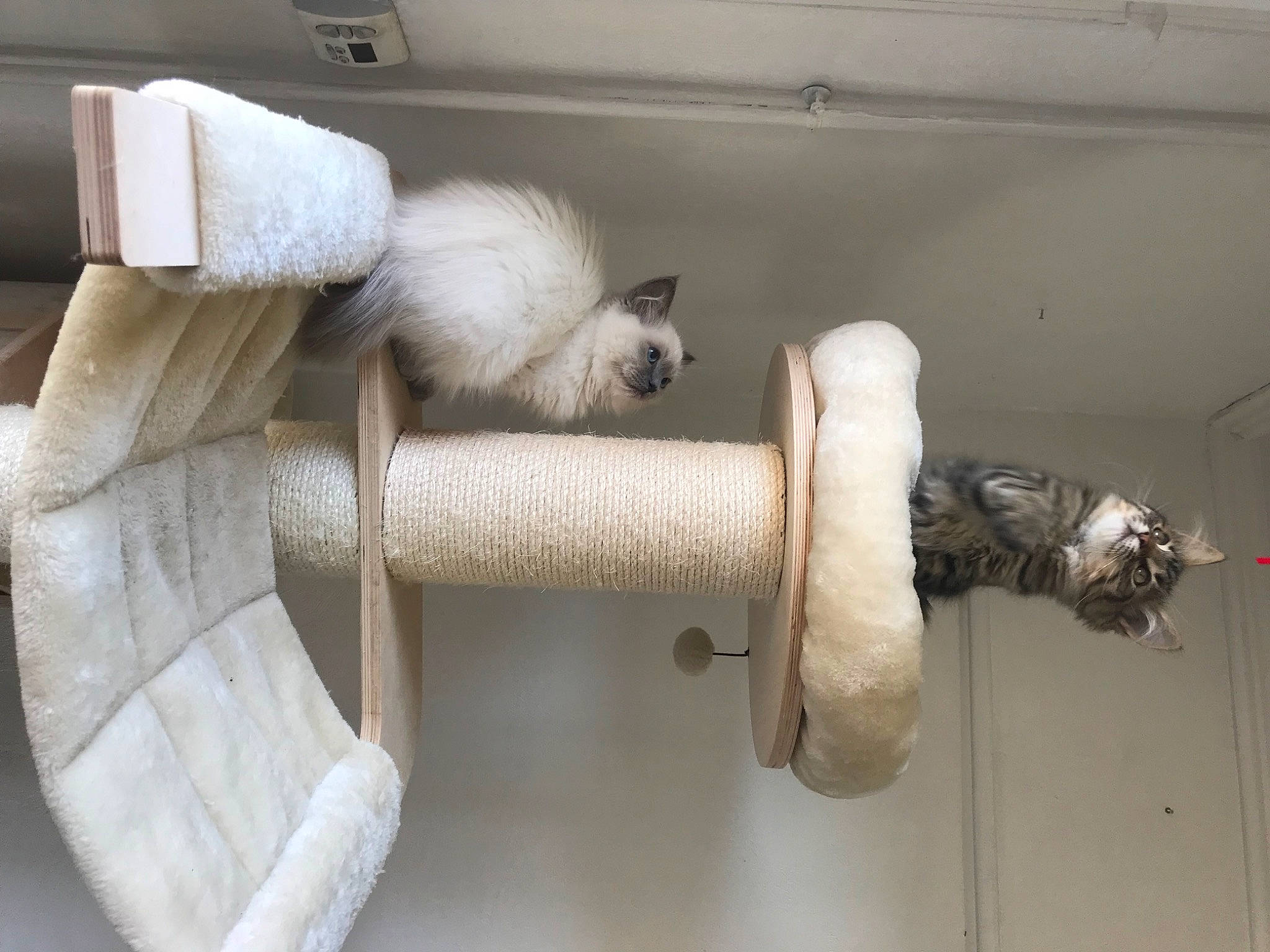 Tobias a rejoint le concours — aidez-le/la à gagner de superbes lots ! cat_supply, cylinder, felidae, fur, gas, household_supply, machine, nut, paper_towel, pipe, small_to_medium_sized_cats, spinning, tail, white, wood