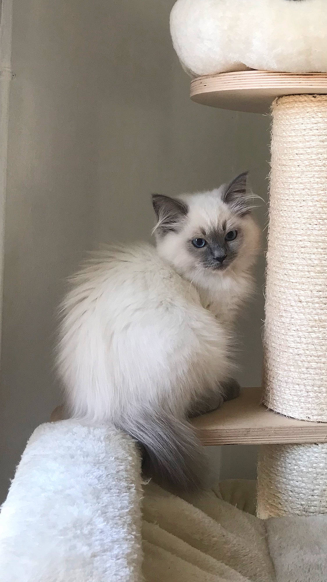 Tobias a rejoint le concours — aidez-le/la à gagner de superbes lots ! balinese, birman, carnivore, cat, fawn, felidae, fur, grey, ragdoll, siamese, small_to_medium_sized_cats, snout, tail, terrestrial_animal, thai, tonkinese, whiskers