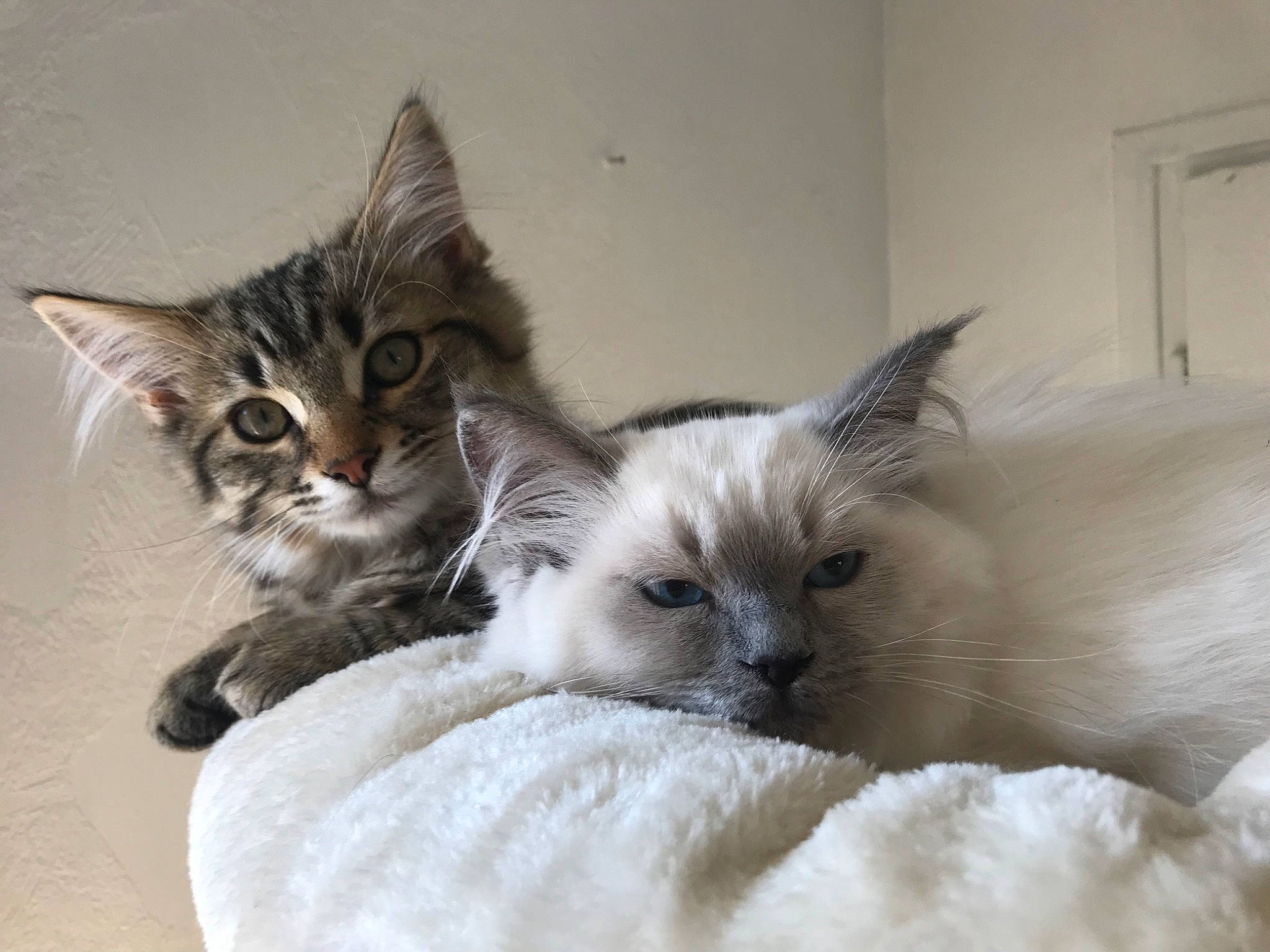 Tobias a rejoint le concours — aidez-le/la à gagner de superbes lots ! balinese, bed, birman, carnivore, cat, cat_bed, cat_supply, claw, comfort, domestic_short_haired_cat, fawn, felidae, fur, paw, siamese, small_to_medium_sized_cats, snout, thai, whiskers, window