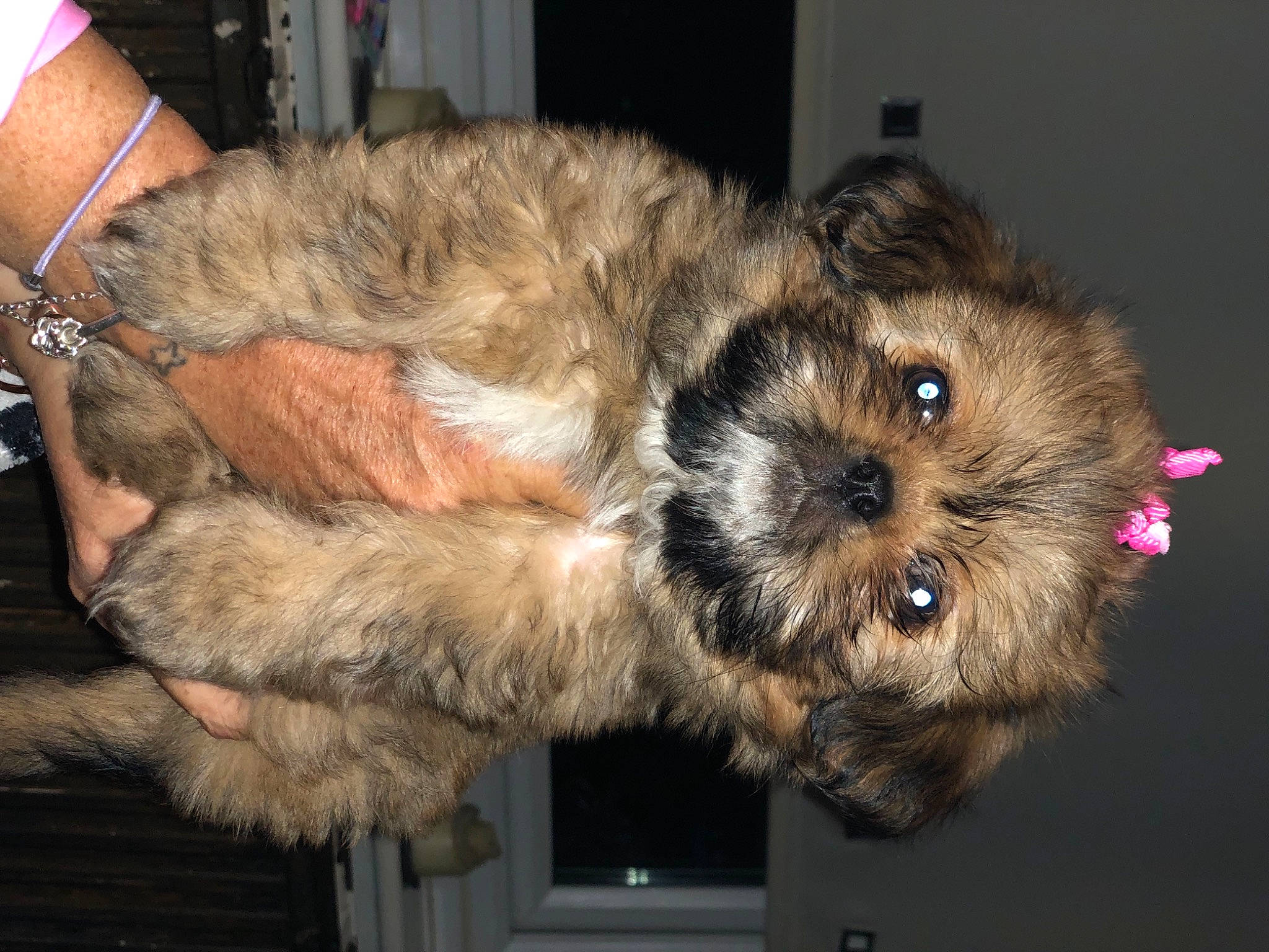 Dutches is registered to the contest to win money with this photo: border_terrier, canidae, carnivore, companion_dog, dog, dog_breed, fawn, fur, puppy, small_terrier, snout, sporting_group, terrestrial_animal, terrier, toy_dog, whiskers, working_animal, working_terrier, yorkipoo, yorkshire_terrier