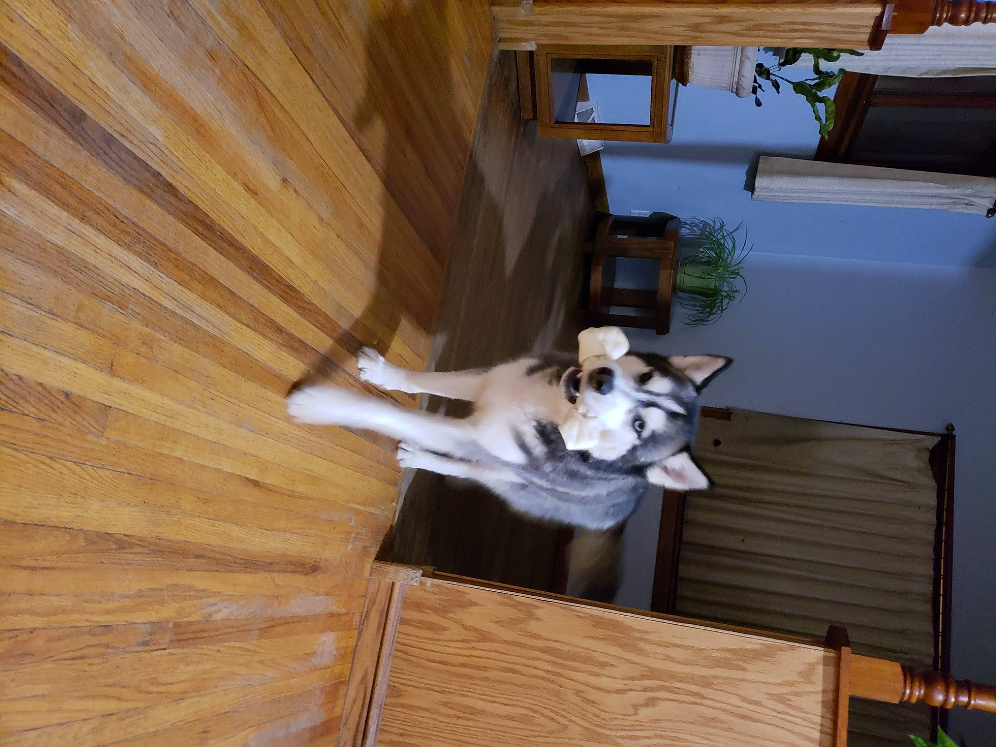 Inca is registered to the contest to win money with this photo: building, carnivore, ceiling, companion_dog, dog, dog_breed, door, fawn, floor, flooring, hardwood, home_door, house, plant, siding, stairs, tree, window, wood, wood_stain