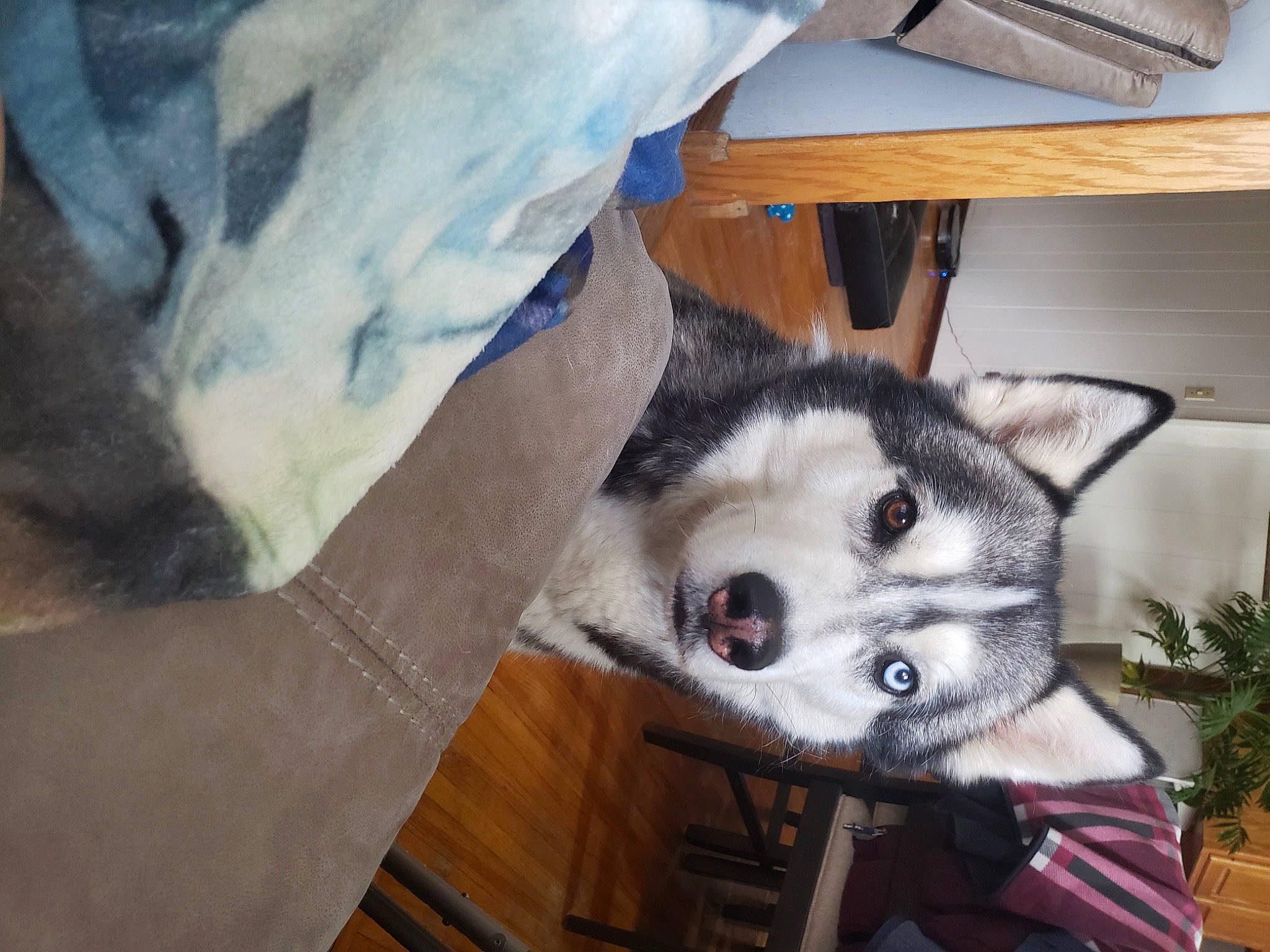 Inca is registered to the contest to win money with this photo: carnivore, comfort, companion_dog, dog, dog_breed, domestic_short_haired_cat, fawn, felidae, flooring, flowerpot, fur, houseplant, plant, siberian_husky, sled_dog, small_to_medium_sized_cats, snout, sporting_group, whiskers, wood