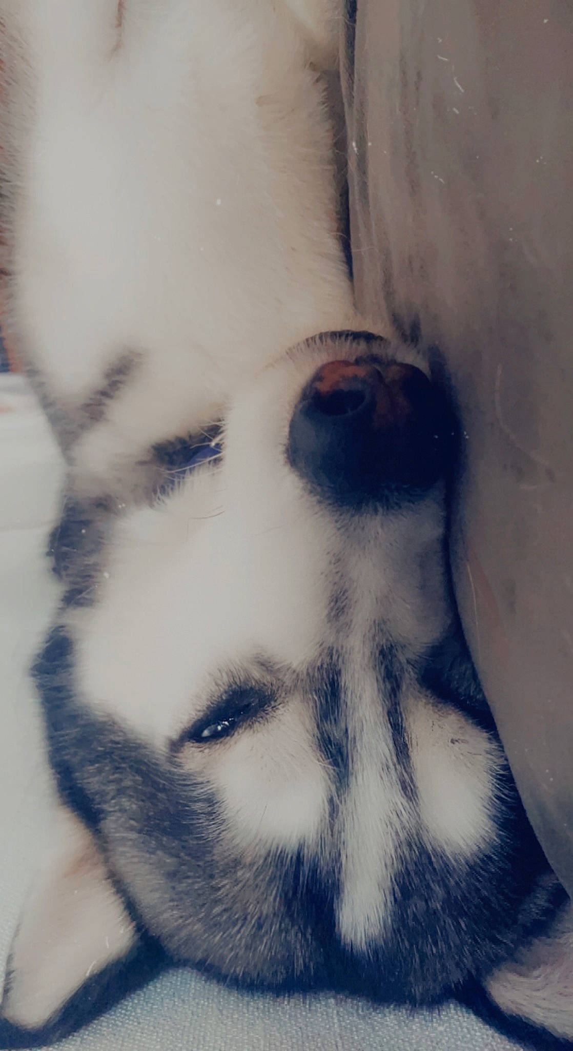 Inca joined the competition — help win amazing prizes! art, beard, chest, eyelash, eyewear, flesh, fur, jaw, selfie, shadow, snout, tints_and_shades, tree, visual_arts