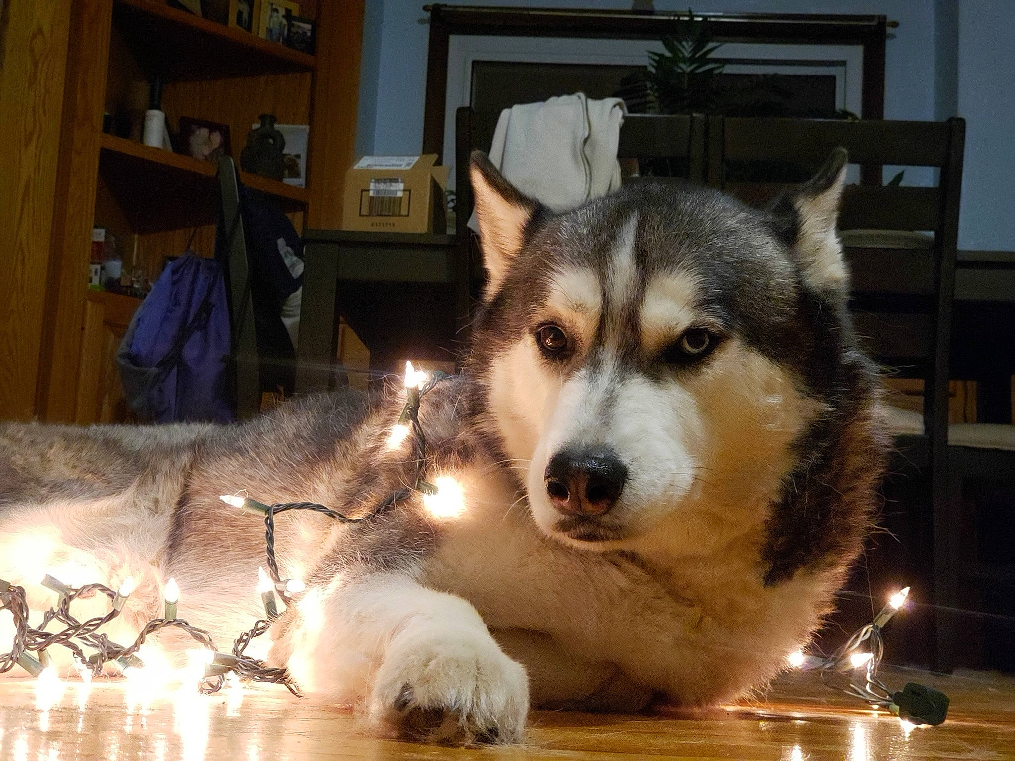 Inca joined the competition — help win amazing prizes! bookcase, cabinetry, canidae, carnivore, companion_dog, dog, dog_breed, flooring, foot, fur, paw, picture_frame, shelf, snout, sporting_group, table, terrestrial_animal, whiskers, wood, working_animal