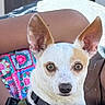 alert, animal, brown_patch, canine, closeup, colorful_fabric, companion, cute, dog, dog_tag, domestic_animal, ears_up, harness, large_ears, looking_at_camera, outdoor, person_arm, pet, small_dog, white_dog