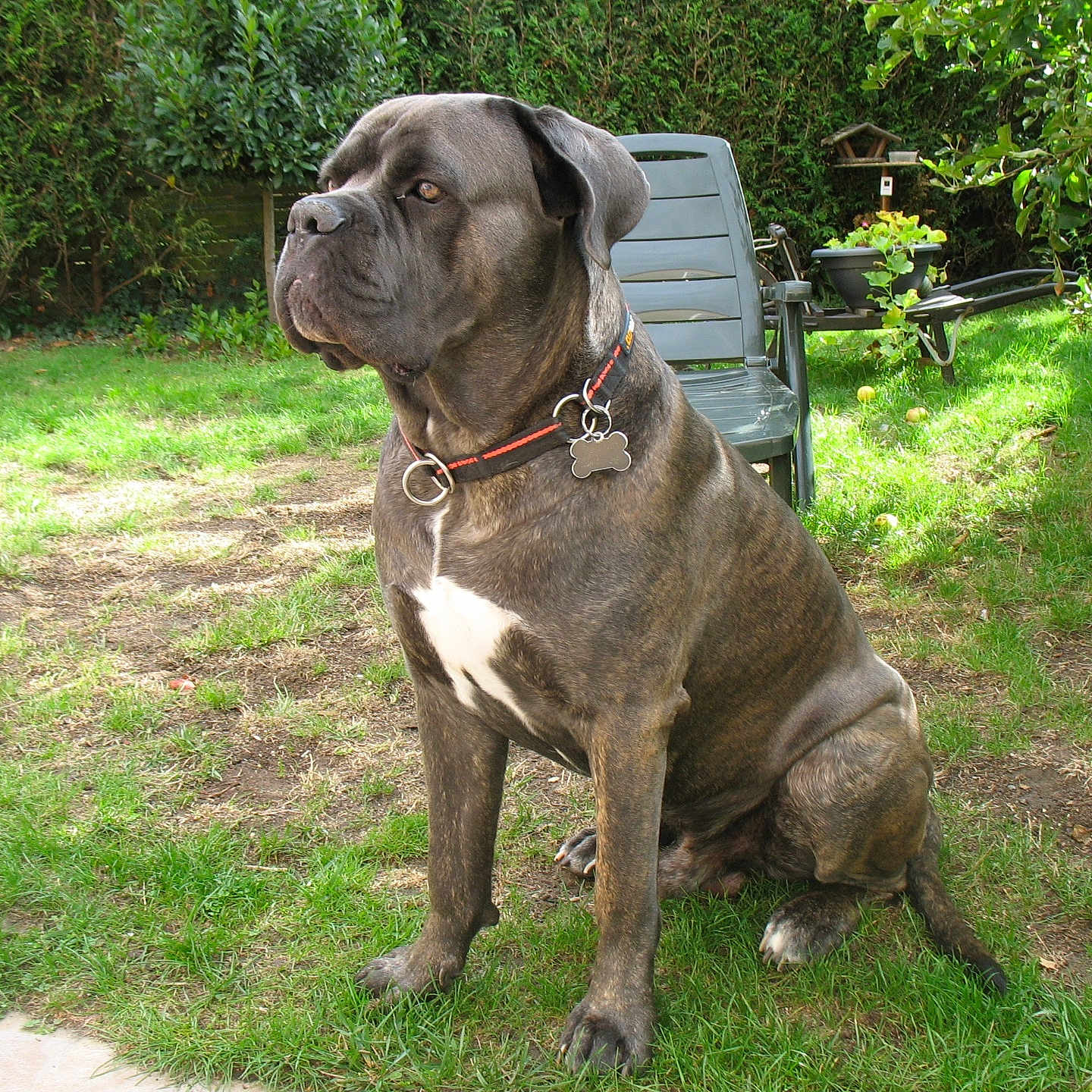 Odin participe au concours pour gagner de l'argent avec cette photo : animal, apple, brindle, calm, canine, chair, collar, dog, domestic, garden, grass, leafy, mammal, nature, outdoor, pet, sitting, sunlight, tree, yard