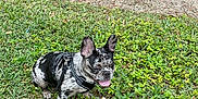 Niko is registered to the contest to win money with this photo: dog, french_bulldog, grass, outdoor, panting, black_and_white, pet, harness, leash, greenery, bushes, sidewalk, trees, parking_lot, vehicle, nature, small_dog, animal, tongue_out, cute