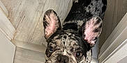 Niko joined the competition — help win amazing prizes! adorable, animal, black_and_white, canine, companion, curious, cute, dog, domestic_animal, ears, floor, french_bulldog, friendly, hallway, indoor, looking_up, pet, small_dog, spotted, standing